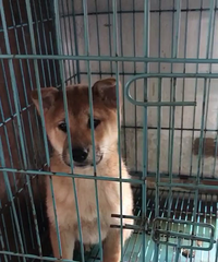 ������Ȯ����