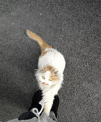 我在外面有猫了