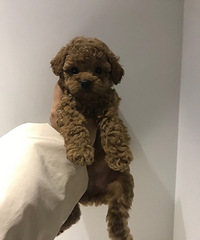 ��ĸһ��������̩�ϵͼ۵ͼۺܵͼۣ�����צ