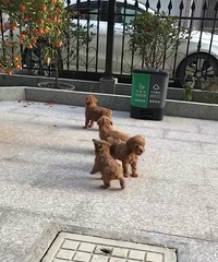 ��ĸһ��������̩�ϵͼ۵ͼۺܵͼۣ�����צ