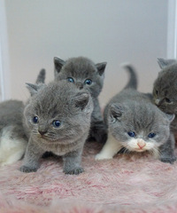 ��������Ӣ����ëè��һ������