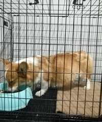 ˫Ѫͳ������С���Ƚ���Ԥ��