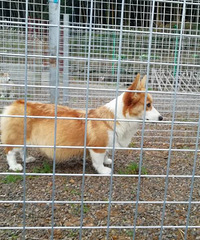 ˫Ѫͳ������С���Ƚ���Ԥ��