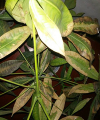 ���о���