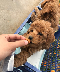 ��ĸһ��������̩�ϵͼ۵ͼۺܵͼۣ�����צ