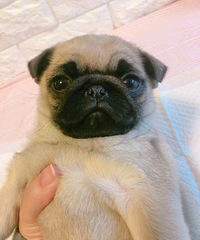 ���۰͸�һ��һĸ