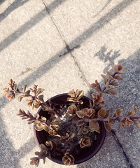 �������Ǹ������ϱ�Ĥ�ˣ��ܶ��ⶼ��������