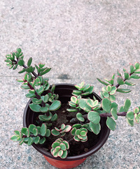 �������Ǹ������ϱ�Ĥ�ˣ��ܶ��ⶼ��������