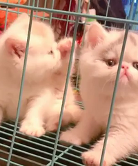 ���۾�Ʒ˫c�ӷƵܵ�