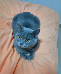 �����ߵ���������