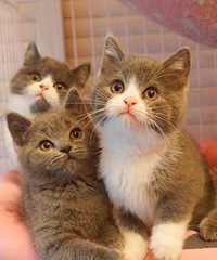 ת�ú��ݱ��ؼ�������������Ӣ��Сè��