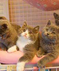 ת�ú��ݱ��ؼ�������������Ӣ��Сè��