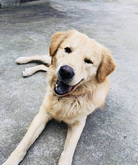 ����ë�����Ҹ����˼�