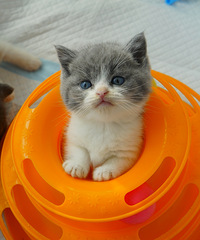 һ��һ�����µĴ���Ӣ����ëè