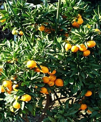 Ժ�Ž������ۡ���������