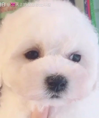 ����һ�ѱ��ܹ�ĸ���� 800�����