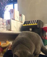 �Ҳ���wanghong----С��