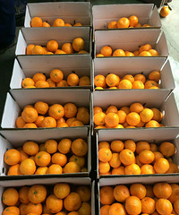 ӿȪ��ɽ�۽�