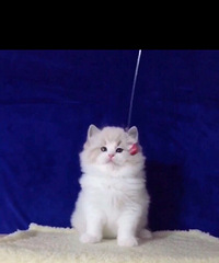 ������ɽ˫��ż�ܵ����¼ң�����