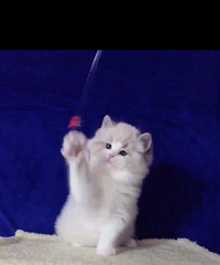 ������ɽ˫��ż�ܵ����¼ң�����
