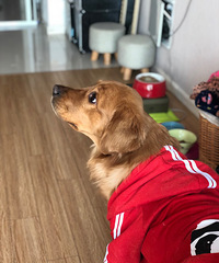 "15个月金毛 没时间照顾 前两天打了一年一次的疫苗和狂犬"