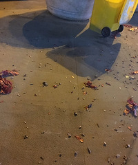 "小区老是有人燃放礼花鞭炮怎么办?经常半夜把我吓醒!神烦"