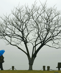 本周杭州进入“雨雪冷冻周” 这回可能真的要下雪啦!
