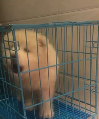 ����2������Ħĸ 800