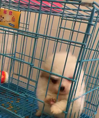 ��������С����888