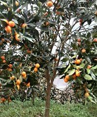 �����ÿó�������