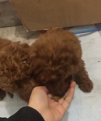 ����ĸһ������󣬼۸�ܱ���