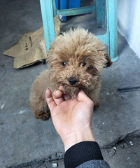 ��һ��������С̩��һֻ��������������ˣ���Ȯ���������ڸմ��