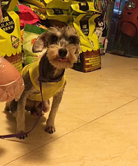 ����δ����ѩ���� 200