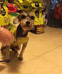 ����δ����ѩ���� 200