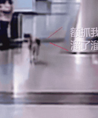 这只秋田犬成精了!坐地铁逃票