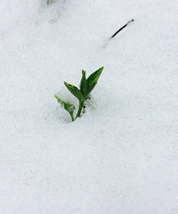杭州雪太匆忙了 有点怀念!