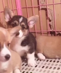 ����һ�ѿ»���ĸ