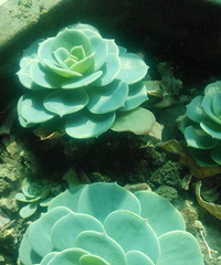 �����ý�ʲô�����������[ej=1f60