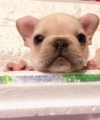 ���۾�Ʒ˫ѪͳС���巨ţ�ܵ�