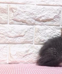 �������� ����