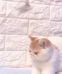 ����4���¼ӷ�����