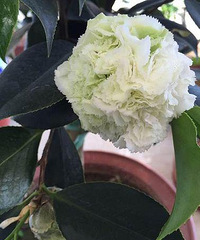 "雪后初霁 西湖边这场山茶花展揭开帷幕"