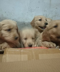 ����ĸ��ë��һ̥С�̳�����~