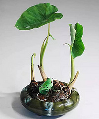 "【健康】生姜就是“富贵竹”,拿剩菜做盆栽,太棒"