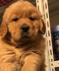 ���۾�Ʒ��ëС��