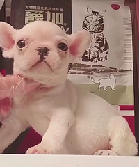 ���۾�Ʒ������