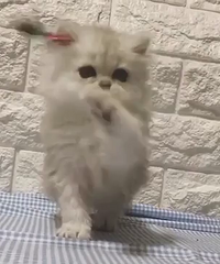 ���۾�Ʒ����ĸ