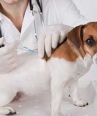 "被这些动物咬伤都可能得狂犬病!其中竟然包括人类"