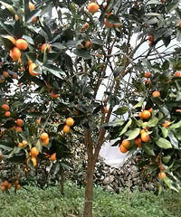 Ժ�Ž�������