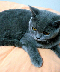 �����ֻè�ؼ����������